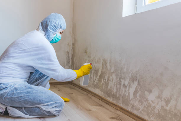Mold inspector in Lockport performing thermal imaging